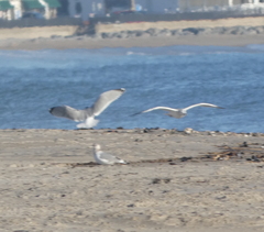 Larus argentatus