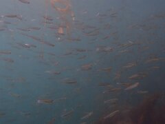 Atherinops affinis