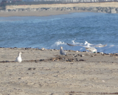 Larus argentatus