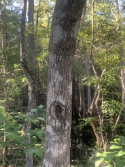 Fraxinus caroliniana
