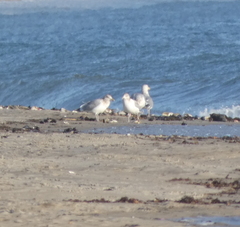 Larus argentatus