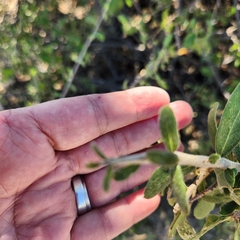 Forestiera macrocarpa