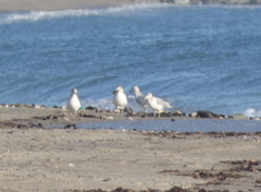 Larus argentatus