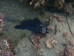 Hypsoblennius gentilis