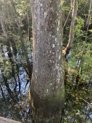 Fraxinus caroliniana