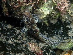 Hypsoblennius gentilis