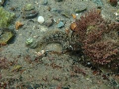 Hypsoblennius gentilis