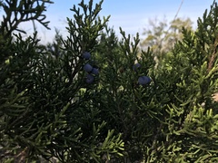 Juniperus ashei