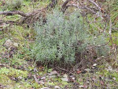 Helichrysum stoechas