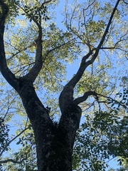 Fraxinus caroliniana