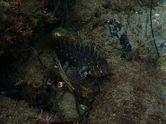 Hypsoblennius gentilis