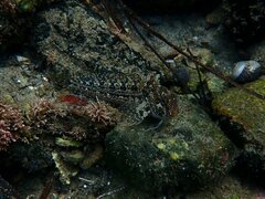 Hypsoblennius gentilis
