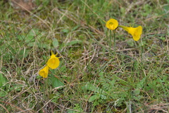 Narcissus bulbocodium