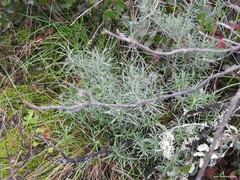 Helichrysum stoechas