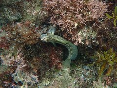Hypsoblennius gentilis