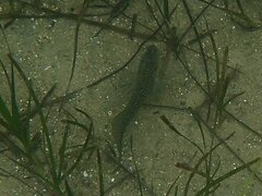 Hypsoblennius gentilis