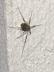 Oligolophinae