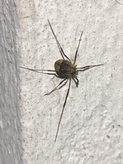 Oligolophinae