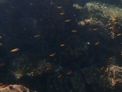 Chromis punctipinnis
