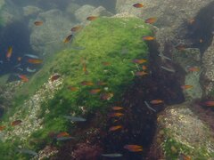 Chromis punctipinnis