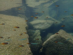 Chromis punctipinnis