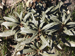 Eriodictyon trichocalyx