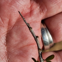 Tetracoccus capensis