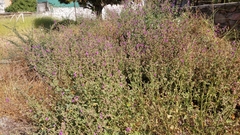 Mirabilis viscosa