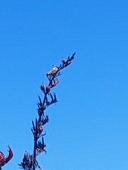 Emberiza citrinella caliginosa