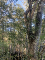 Gleditsia aquatica