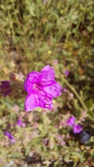 Mirabilis viscosa
