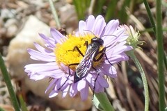 Chlorion aerarium