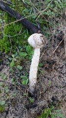 Amanita torrendii
