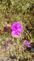 Mirabilis viscosa