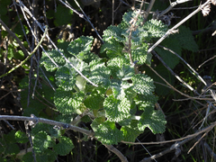 Marrubium vulgare