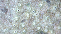 Pertusaria pustulata