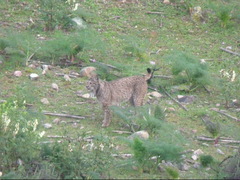Lynx pardinus
