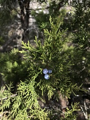 Juniperus ashei