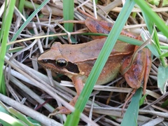 Rana longicrus