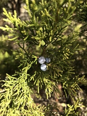 Juniperus ashei