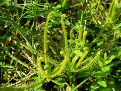 Drosera finlaysoniana