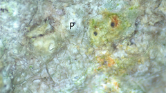 Pertusaria pustulata