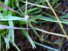 Eriocaulon truncatum