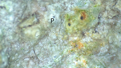 Pertusaria pustulata