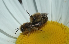 Colletes daviesanus