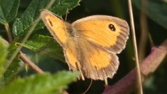 Pyronia tithonus