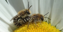 Colletes daviesanus