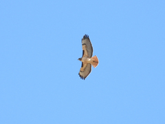 Buteo jamaicensis