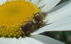 Colletes daviesanus