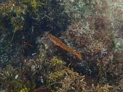 Heterostichus rostratus